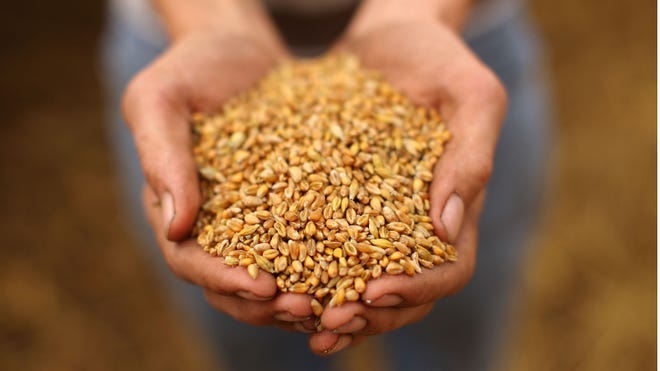 Hands seeds.jpg